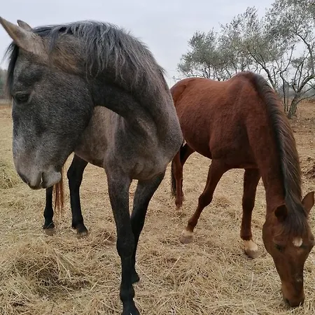 Ferienresidenz Lavandula