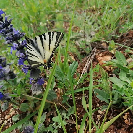 Ferienresidenz Lavandula Nova Vas