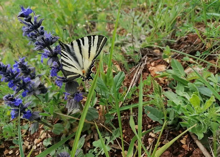 Ferienresidenz Lavandula Nova Vas (Porec)